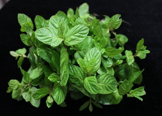 dingin-setelah-makan-mint