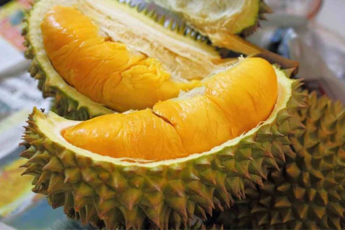 fakta-durian