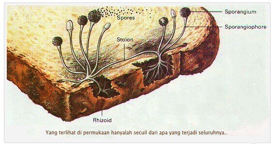 ilustrasi Roti berjamur