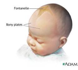 letak frontanelle pada bayi. courtesy of healthtap.com/