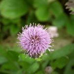 bunga-burdock