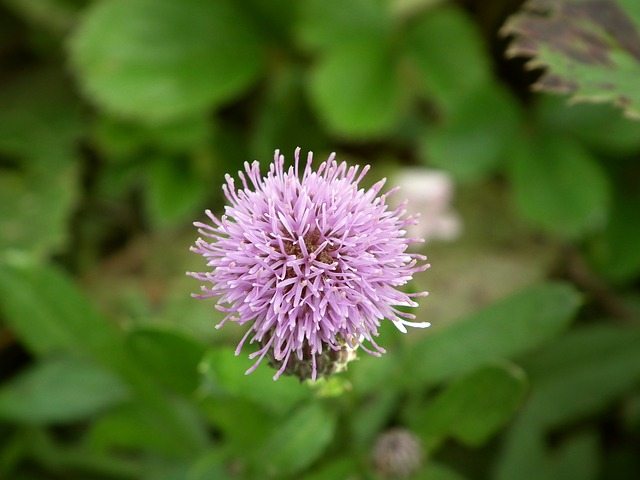 Bunga Burdock yang cantik