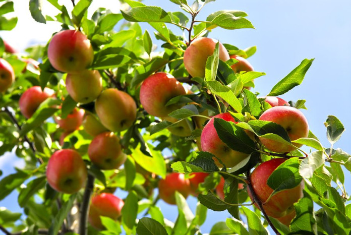 cara mendeteksi kematangan apple