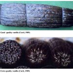 vanilla-siap-dipasarkan