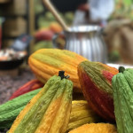 fermentasi-kakao-buah