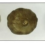 bawang-hitam1