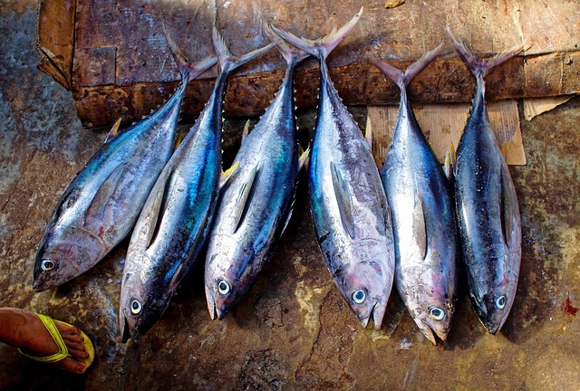merkuri-pada-ikan-tuna