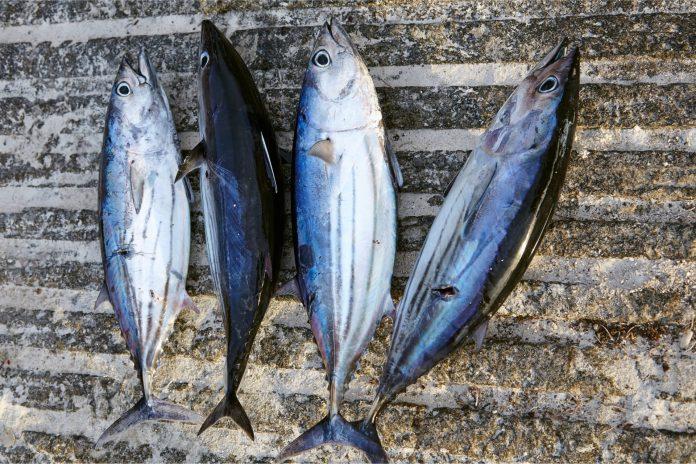 Ikan Cakalang khas Manado: Gizi dan Kuliner