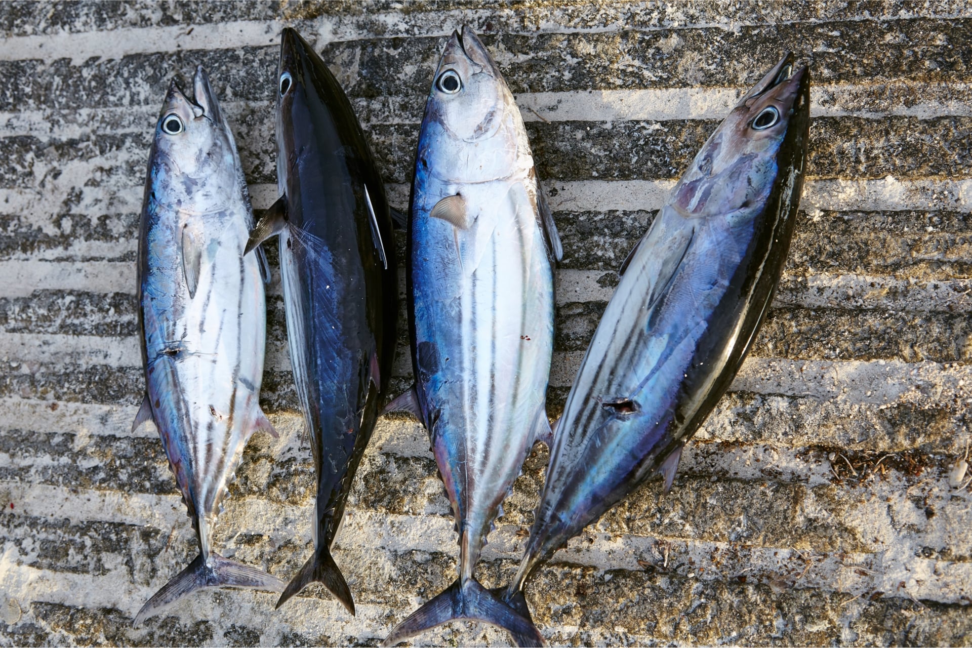 Ikan Cakalang khas Manado: Gizi dan Kuliner
